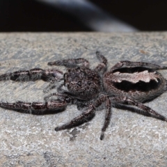 Unidentified Jumping & peacock spider (Salticidae) (TBC) at Acton, ACT - 24 Apr 2022 by TimL