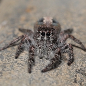 Sandalodes superbus at Acton, ACT - 24 Apr 2022 11:49 AM