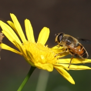 Eristalis tenax at Evatt, ACT - 14 Apr 2022 10:11 AM