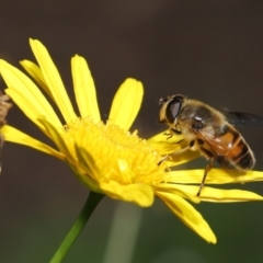 Eristalis tenax (Drone fly) at Evatt, ACT - 14 Apr 2022 by TimL