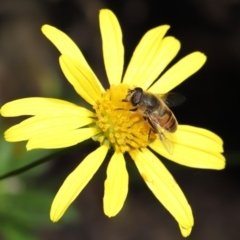 Eristalis tenax at Evatt, ACT - 14 Apr 2022 10:11 AM