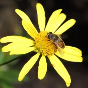 Eristalis tenax at Evatt, ACT - 14 Apr 2022