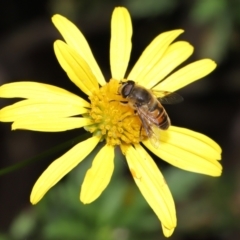 Eristalis tenax at Evatt, ACT - 14 Apr 2022