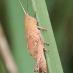 Rhitzala modesta (Short winged heath grasshopper) at Guerilla Bay, NSW - 24 May 2022 by LisaH