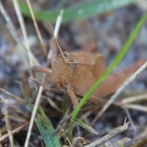 Rhitzala modesta at Guerilla Bay, NSW - 24 May 2022