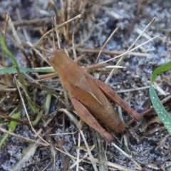 Rhitzala modesta at Guerilla Bay, NSW - 24 May 2022