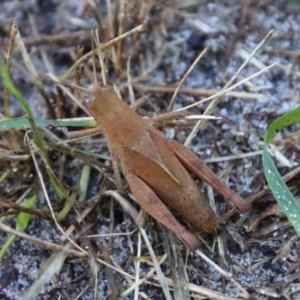 Rhitzala modesta at Guerilla Bay, NSW - 24 May 2022