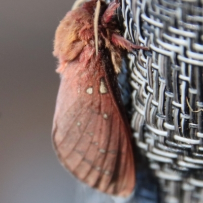 Unidentified Swift and Ghost moth (Hepialidae) at Moruya, NSW - 24 May 2022 by LisaH