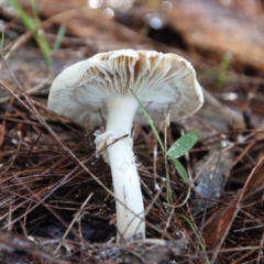 Unidentified Fungus at Moruya, NSW - 24 May 2022 by LisaH