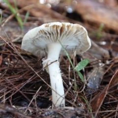 Unverified Fungus by LisaH