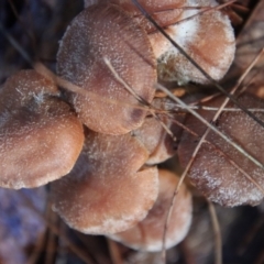 Unidentified Fungus (TBC) at Moruya, NSW - 24 May 2022 by LisaH