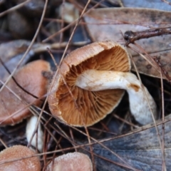 zz agaric (stem; gills not white/cream) at Moruya, NSW - suppressed
