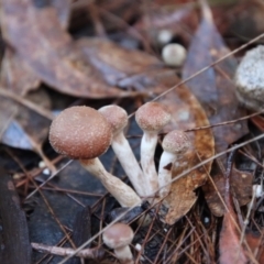 zz agaric (stem; gills not white/cream) at Moruya, NSW - suppressed