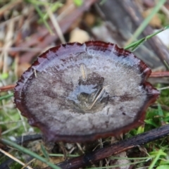 Unidentified Fungus at Moruya, NSW - 24 May 2022 by LisaH