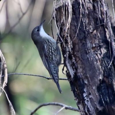 Cormobates leucophaea (White-throated Treecreeper) at Broulee Moruya Nature Observation Area - 24 May 2022 by LisaH