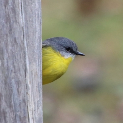 Eopsaltria australis (Eastern Yellow Robin) at Broulee Moruya Nature Observation Area - 24 May 2022 by LisaH