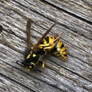 Vespula germanica at Aranda, ACT - 23 May 2022