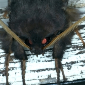 Oxycanus unidentified species near silvanus at Ainslie, ACT - 22 May 2022