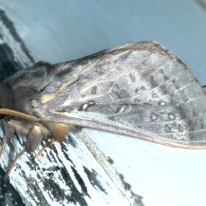 Oxycanus unidentified species near silvanus at Ainslie, ACT - 22 May 2022