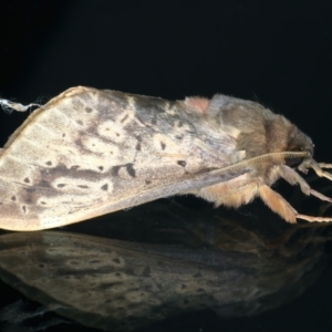 Oxycanus unidentified species near silvanus at Ainslie, ACT - 23 May 2022 09:27 PM