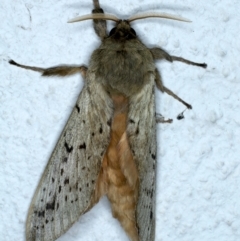 Oxycanus unidentified species near silvanus at Ainslie, ACT - 23 May 2022 by jb2602