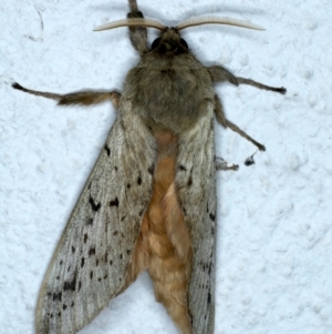 Oxycanus unidentified species near silvanus at Ainslie, ACT - 23 May 2022