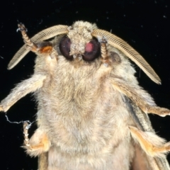 Oxycanus unidentified species near silvanus at Ainslie, ACT - 23 May 2022