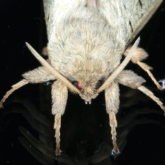 Oxycanus unidentified species near silvanus at Ainslie, ACT - 23 May 2022