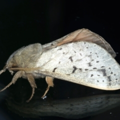 Oxycanus unidentified species near silvanus at Ainslie, ACT - 23 May 2022