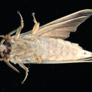 Oxycanus unidentified species near silvanus at Ainslie, ACT - 23 May 2022 11:05 PM