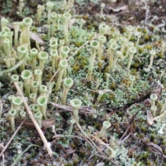 Cladonia sp. (Cup Lichen) at The Pinnacle - 24 May 2022 by sangio7
