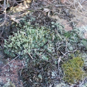 Cladonia sp. at Weetangera, ACT - 24 May 2022
