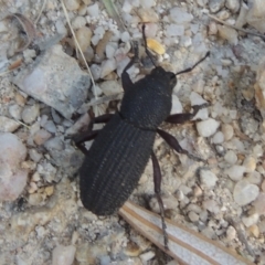 Amycterus sp. (genus) (TBC) at Paddys River, ACT - 23 Jan 2022 by michaelb