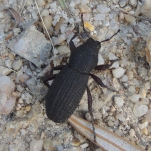 Amycterus abnormis at Paddys River, ACT - 23 Jan 2022