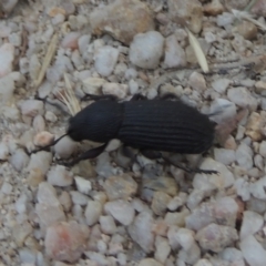 Amycterus abnormis at Paddys River, ACT - 23 Jan 2022 06:45 PM