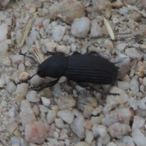 Amycterus abnormis at Paddys River, ACT - 23 Jan 2022 06:45 PM