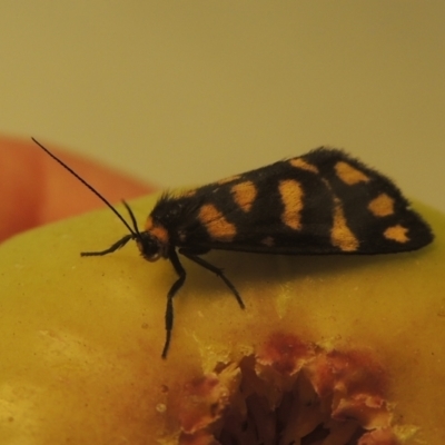 Asura lydia (Lydia Lichen Moth) at Pollinator-friendly garden Conder - 25 Mar 2022 by michaelb