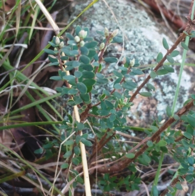 Brachyloma daphnoides (Daphne Heath) at The Pinnacle - 24 May 2022 by sangio7