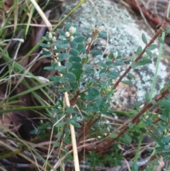 Unidentified Other Shrub (TBC) at Weetangera, ACT - 24 May 2022 by sangio7