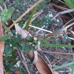 Brachyloma daphnoides at Weetangera, ACT - 24 May 2022 04:15 PM