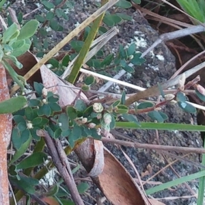 Brachyloma daphnoides at Weetangera, ACT - 24 May 2022