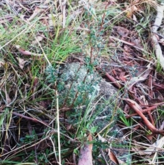 Brachyloma daphnoides at Weetangera, ACT - 24 May 2022 04:15 PM