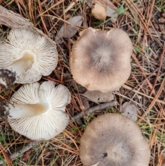 Tricholoma sp. (gills white/creamy) at Isaacs, ACT - 25 May 2022 by Mike