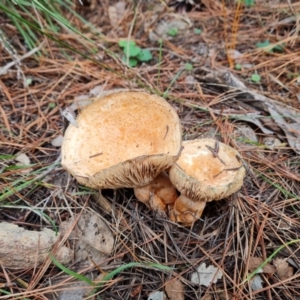 Lactarius deliciosus at Isaacs, ACT - 25 May 2022