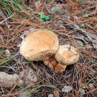 Lactarius deliciosus (Saffron Milkcap) at Isaacs Ridge and Nearby - 25 May 2022 by Mike