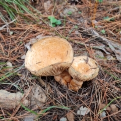 Lactarius deliciosus (TBC) at Isaacs Ridge and Nearby - 25 May 2022 by Mike