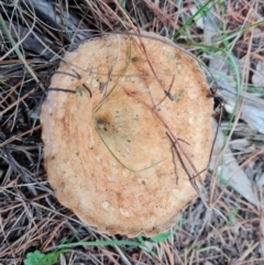 Lactarius deliciosus at Isaacs, ACT - 25 May 2022