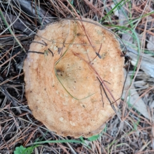 Lactarius deliciosus at Isaacs, ACT - 25 May 2022