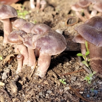 Unidentified Cap on a stem; gills below cap [mushrooms or mushroom-like] at Sullivans Creek, Lyneham South - 24 May 2022 by trevorpreston