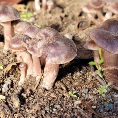 Cortinarius sp. (Cortinarius) at Lyneham, ACT - 25 May 2022 by trevorpreston